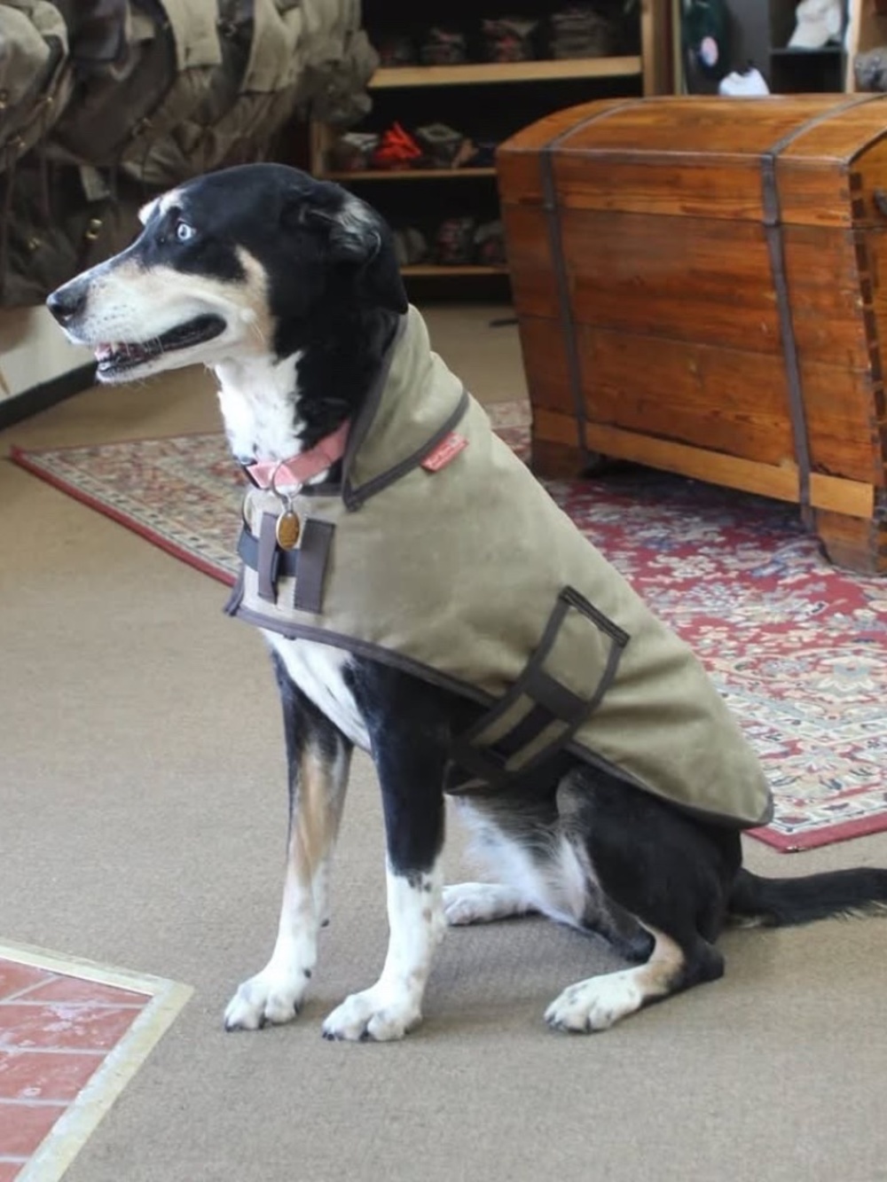 Frost River Waxed Dog Vest / Made in USA / 3 Left in Stock